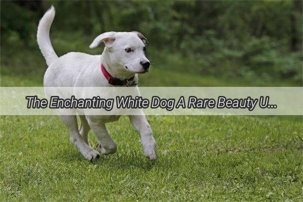 The Enchanting White Dog A Rare Beauty Unveiled in the Canine World